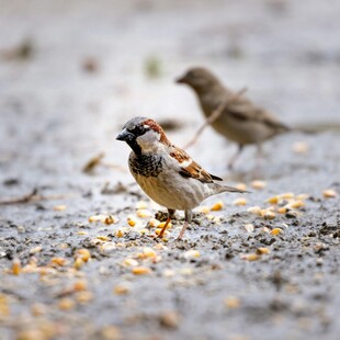 两只麻雀在地面啄食