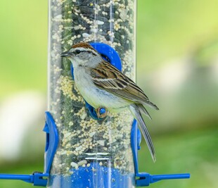 蓝头小鸟立于喂食器上