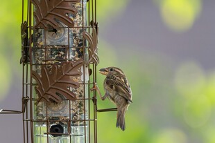 小鸟立于喂食器旁