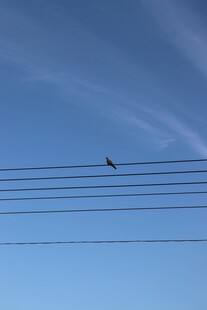 电线上的孤鸟
