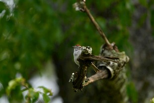 树枝上伪装的叶尾壁虎