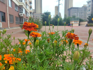 路边绽放的鲜艳橙色花朵图片