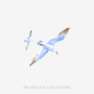 双飞海鸥