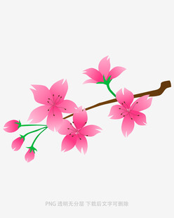 粉色樱花枝插画