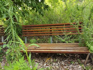 林间木长椅静享自然时光