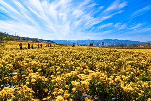 千亩菊花种植基地