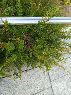 金属杆旁的翠绿植物