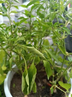 盆栽青椒植株特写
