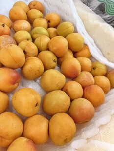 新鲜黄杏堆成小山