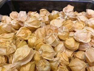 金黄灯笼果饱满诱人