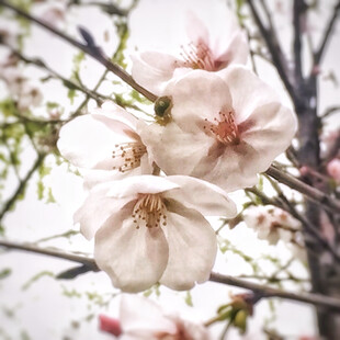 粉嫩花朵