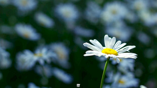 雏菊