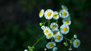 雏菊