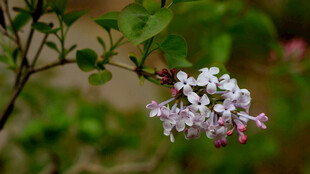紫丁香花枝