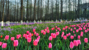郁金香花