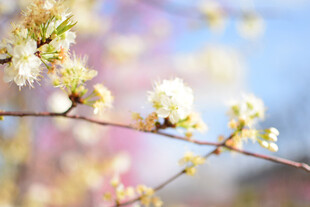 繁花枝头
