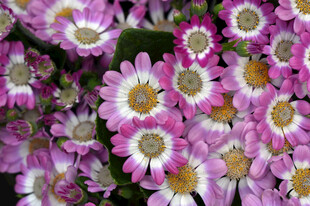 粉色雏菊