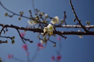 枝头繁花