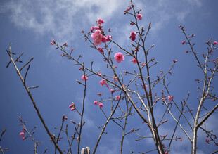粉嫩花枝