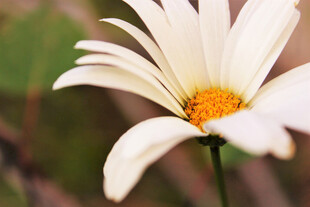 白色雏菊