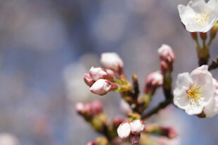 粉嫩春花