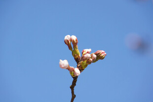 粉嫩春花
