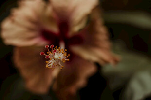 木槿花