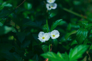 白色小花