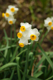 黄蕊水仙花