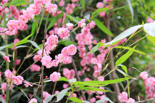 粉色烂漫花