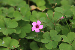 粉色小花