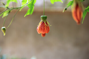 橙红色灯笼花