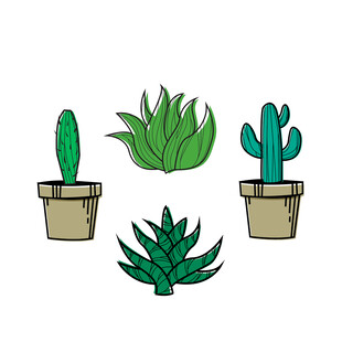 盆栽多肉植物插画