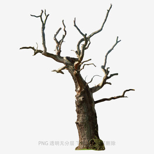 树木