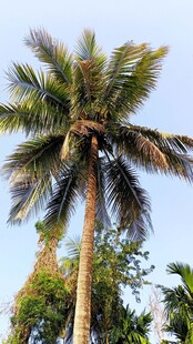 高大挺拔的热带棕榈树