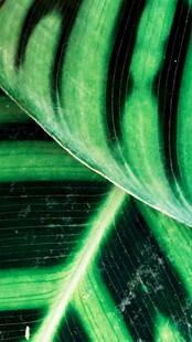 翠绿斑斓的热带植物叶片