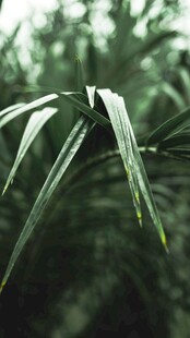 翠绿叶片近景特写
