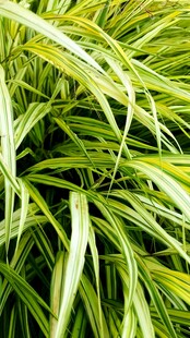 翠绿细长叶片的植物图片