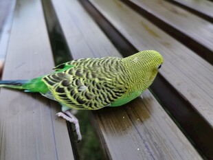 木台上的绿色虎皮鹦鹉