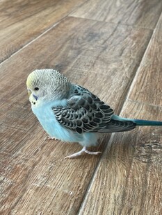 可爱蓝灰小鸟站在木地板上