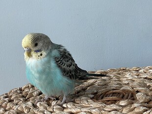 可爱虎皮鹦鹉栖于编织物上