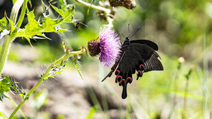 紫色花朵上的黑色蝴蝶