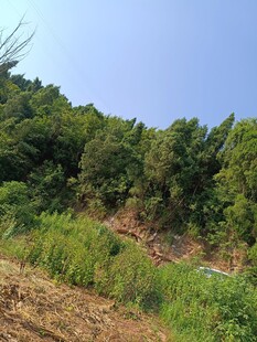 山坡绿植景观