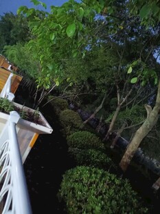 夜晚庭院绿植景观