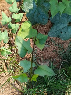 野外生长的绿色植物