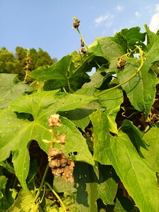 绿叶繁茂的植物特写