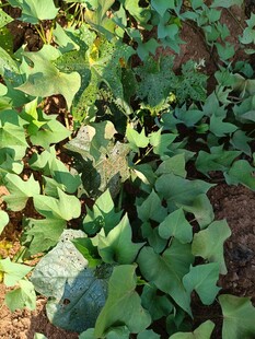 绿叶繁茂的地面植物景观