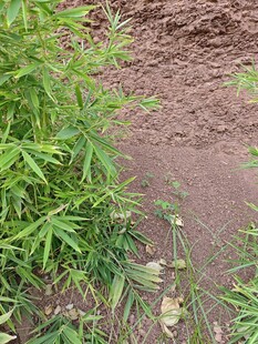 泥土旁的绿色植物