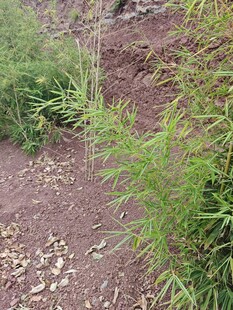 田野边的绿色植物