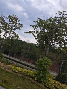 户外绿植景观 